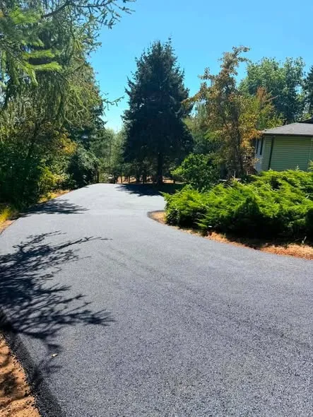 Freshly paved driveway curving between fir trees